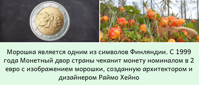 Морошка - символ Финляндии